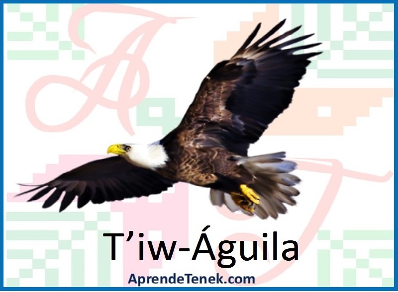 Aguila